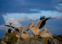 Pelicans with White breasted cormorants